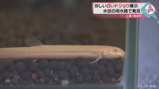 春の珍客！水田近くで見つかった白いドジョウを展示公開　三重・鳥羽水族館