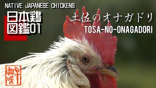 日本鶏図鑑01　土佐のオナガドリ　The World of Native Japanese Chickens