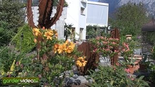 A planting with Knap Hill hybrids (Acalea, Rhododendron)