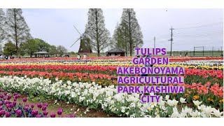 Tulip Flowers at Akebonoyama Park 2021｜あけぼの山農業公園のチューリップ