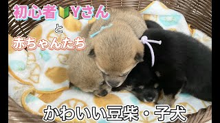 【17日目】かわいい豆柴・元気いっぱい赤ちゃんたちと初心者Yさん【豆柴・柴犬・子犬・犬出産】Mameshiba Puppies!!