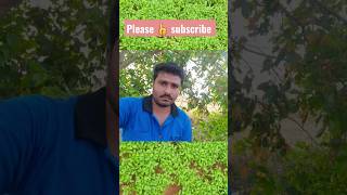 my Agriculture chilli former TG THIRUMALESHU#shot#yshorts#agriculture#vairalvedio