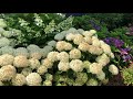 INVINCIBELLE LIMETTA® Hydrangea | www.gardencrossings.com