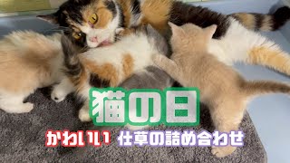 2025【猫の日】むかしのムービーもごっちゃ混ぜでお届けします