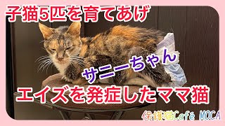 サニーママ🐈エイズ発症したみたいです😢　お産、子育て、断尾手術、避妊手術、度重なる環境変化でストレスになったんですよね。きっと。#エイズキャリア　＃猫エイズ発症