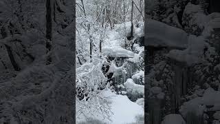 【奥入瀬速報】今冬一番の積雪かな？木からの落雪に気をつけて！(2025年2月14日)#奥入瀬渓流 #十和田市 #移住 #snow #winter #冬道 #雪 #滝 #バレンタイン #おいらせ渓流