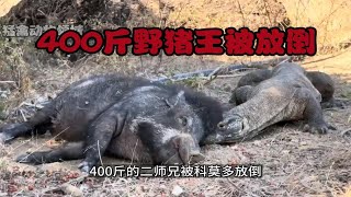 400斤野猪王被科莫多巨蜥放倒在地！毒液扩散野猪只剩下嘴能挣扎