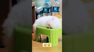 The Cutest Dog In The World Doesn't Need a Bed🐕♥️#cutestdogs #cutedogs #dogs #dog #funnydogs #shorts