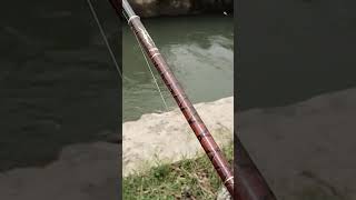 Asiknya mancing ikan nilem dikolong jembatan #mancing #fishing #mancingdisungai #mancingmania