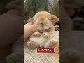 うさぎの動画見てニヤけたら負けwww 動物 うさぎ 可愛い 2ch動物スレ 2ch