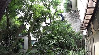 「奈良県黒滝村」マンションの植栽の大改造｜A major makeover of the apartment complex's plantings