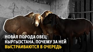 Новая порода овец Кыргызстана. Почему за ней выстраиваются в очередь