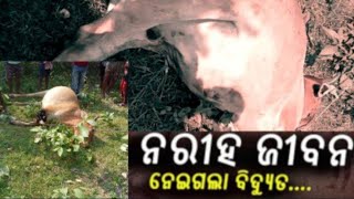 ନିରିହ ଜୀବନ ନେଇଗଲା ବିଦ୍ୟୁତ !! Be News Odisha!!