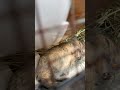 全力お昼寝中のぽて子。 癒し degu octodon かわいい デグーのぐり子 デグーのぽて子 デグー 可愛い animals