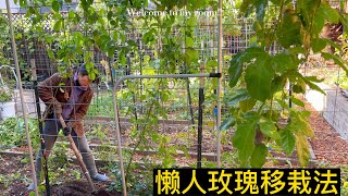 【066 花】三米龙沙玫瑰大苗懒人移栽法/How to transplant 12 feet long rose tree？