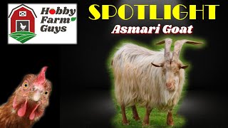 HFG Farm Animal Spotlight: Asmari Goat