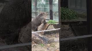 雪が降り注ぐ中青草に夢中なフクくん！ #五月山動物園 #wombat #ウォンバット #フクくん #癒し動画 #粉雪　#青草に夢中