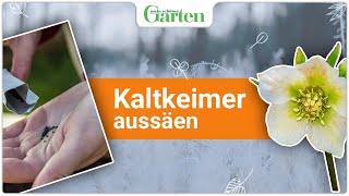 Kaltkeimer aussäen: So gelingt es