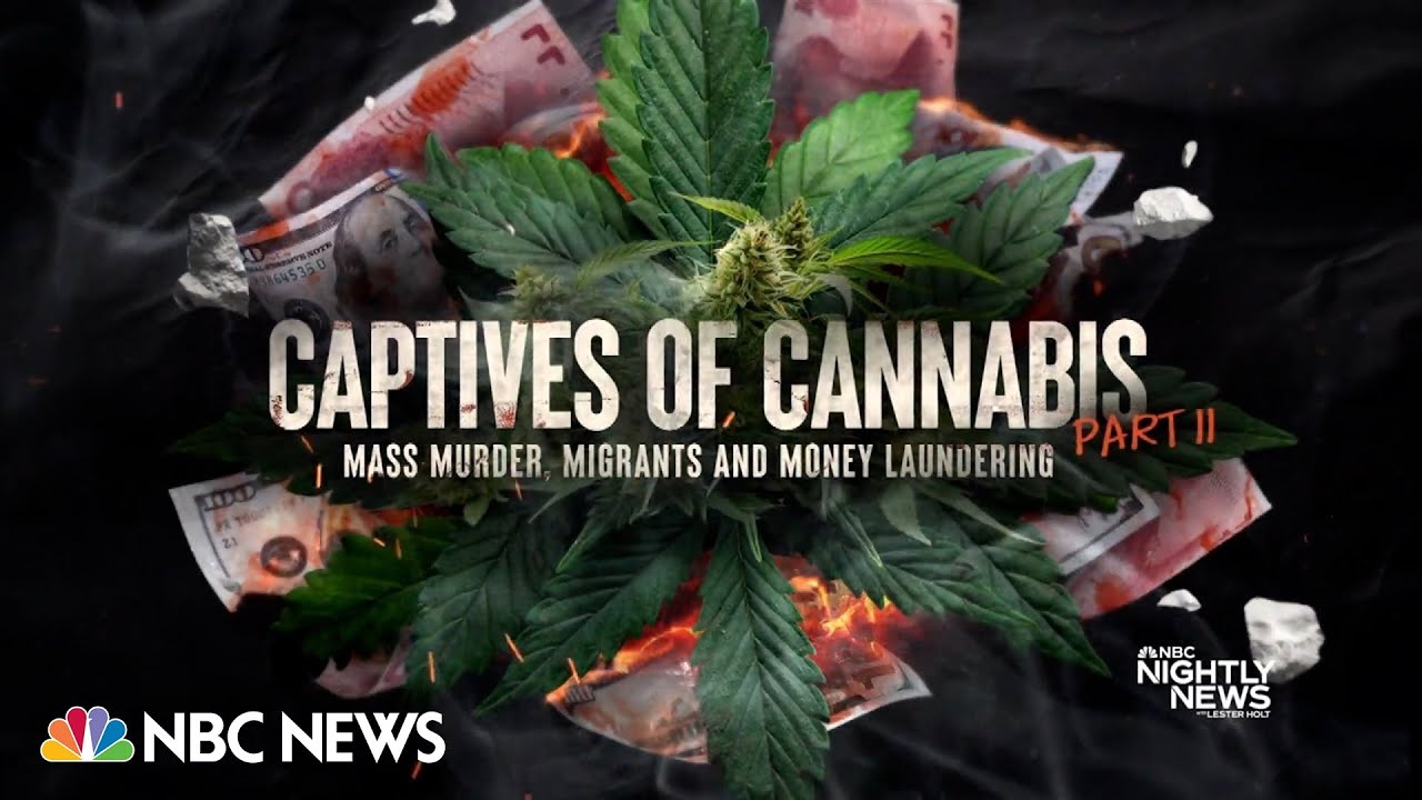 Captives Of Cannabis: Marijuana Black Market Tied To International ...