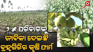 ପୁରୀ: କୃଷି କୃଷି ଆୟ ବୃଦ୍ଧି ଏବଂ ଜୀବିକା ନିର୍ବାହ କରୁଛି |