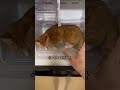 어디든 갈수 있구나 여비 고양이집사 고양이 고양이일상 고양이브이로그 고양이영상 냥 냥이 cat catlovers catvideos spiderman