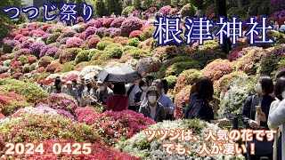 根津神社のつつじ祭りに、行きました