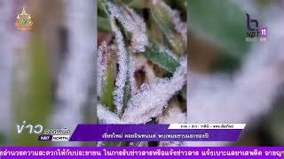 ข่าวภาคเหนือ 12 ธันวาคม 2567 เชียงใหม่ ดอยอินทนนท์ พบเหมยขาบแรกของปี