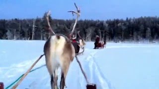 Reindeer Tour in Lapland/Finland, Arctic Circle - Salla Reindeer Park (Sallan Poropuisto), 28.12.15