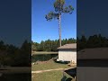 Speed line “zip line” pine tree removal - Milton Florida