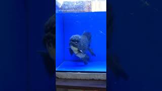 【返金保証】 動画 オランダ獅子頭 ローズテール (k1611) タイ産 ジャンボ個体 22cm オス 9ヵ月 #金魚 6月23日発送 (k1611)