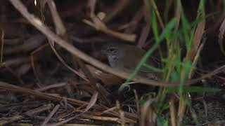 ♪鳥くん野鳥動画（タイThaiBNK）ノドフオウギセッカSpotted Grasshopper Warbler20200123JO6A6933