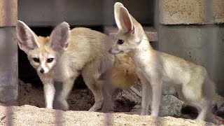 フェネックの親子 （井の頭自然文化園）Fennec Mother \u0026 Child