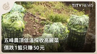 五峰農頂低溫採收高麗菜 價跌1籃只賺50元｜每日熱點新聞｜原住民族電視台