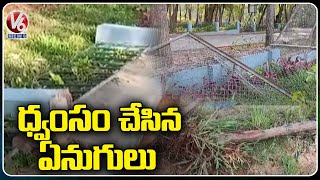 తిరుమలలో ఏనుగుల హుల్ చల్ | Elephants Hulchul In Tirumala | V6 News