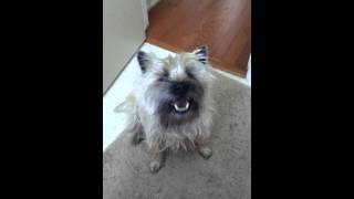 TALKING CAIRN TERRIER