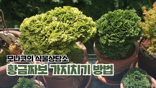 10살 황금짜보 가지치기로 멋진수형 만들기: 삽목과 분갈이, 올바른 관리방법