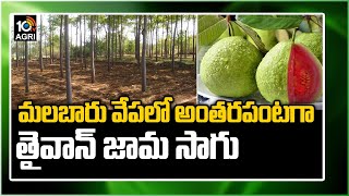 మలబారు వేపలో అంతరపంటగా తైవాన్ జామ సాగు |Mixed Cultivation | Malabar Neem Cultivation | Matti Manishi