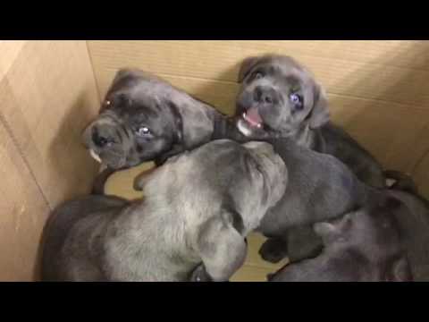 Blue French Bulldog Blue Eyes Puppies For Sale In Ga Local