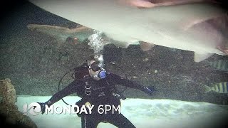 SHARKS! Fact vs Fiction