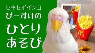 セキセイインコ ぴーすけのひとりあそび