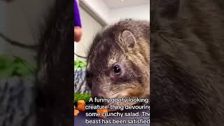 Awawa Snacks #awawa #funnyanimals #funnymemes