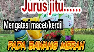 jurus jitu....... mengatasi macet/kerdil pada Bawang merah