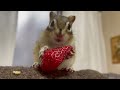 いちごを頬張るシマリス　chipmunk eating strawberries