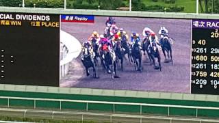 20161016_沙田馬場賽馬日現場觀賞（第7場）