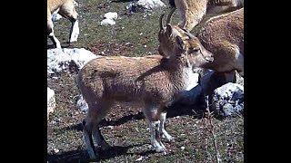 Bu Dağ Keçileri Çok SİNİRLİ - Ungry Wild Goats