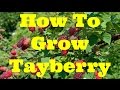 Complete Guide: Growing Tayberry | The Movie