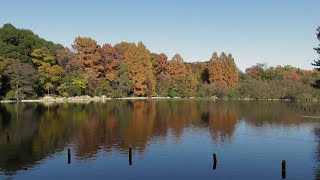 メタセコイアとモミジの紅葉🍁が見ごろの石神井公園三宝寺池を歩く２（２０２４年１２月４日（水）撮影）