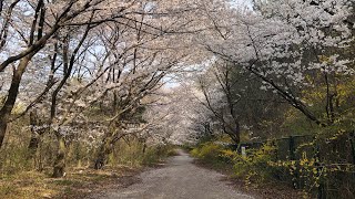 [4k]아는 사람만 아는 숨겨진 사람없는 벚꽃명소 동학사 근처 벚꽃길 korea cherry blossom spot road trip 2