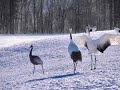 タンチョウヅルと珍客マナヅル