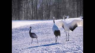 タンチョウヅルと珍客マナヅル